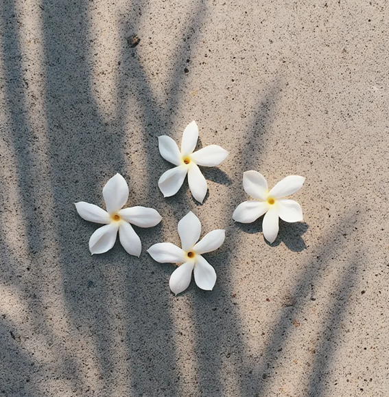 あけみんさん専用 Ｗパウダー3、ベースローション3 Pikake（Jasmine） – UA HAWAI'I 日本公式オンラインストア