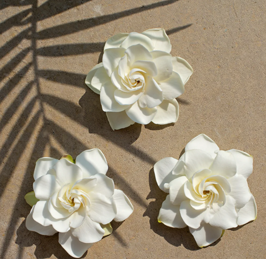 【New】Kiele Gardenia Diffuser