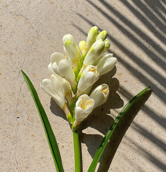 【New】Kuapaloke Tuberose Diffuser