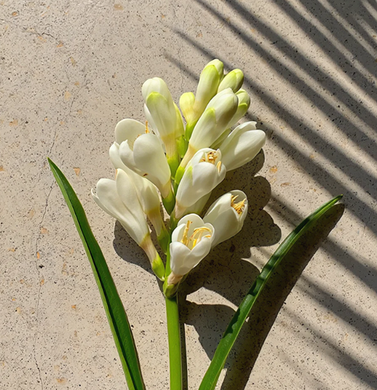 【New】Kuapaloke Tuberose Diffuser